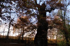 IMG_0512-optimize_324p4dfa_1
